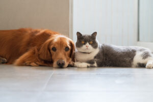 Bowen Remodeling Pet-Friendly Bathroom